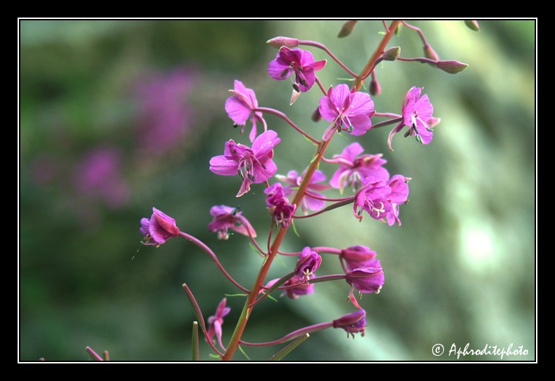003 Fleurs